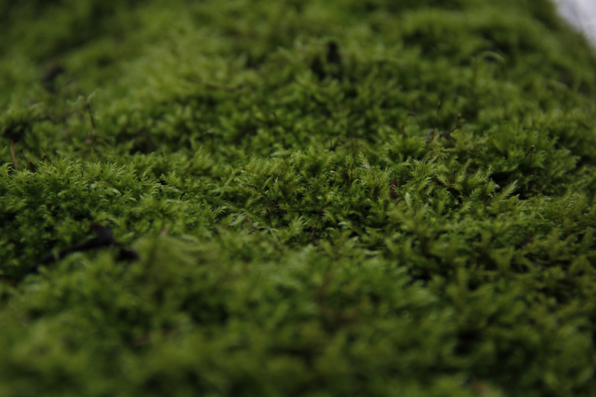 Earth — Light green